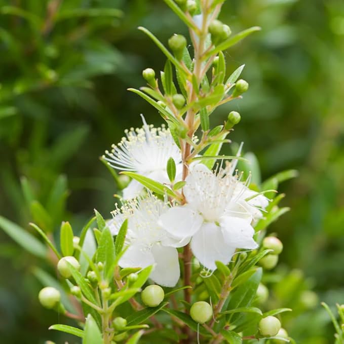 Aromatics International Premium Organic Myrtle Green Essential Oil 18ml | 100% Pure Essential Oil for Diffusion & Aromatherapy