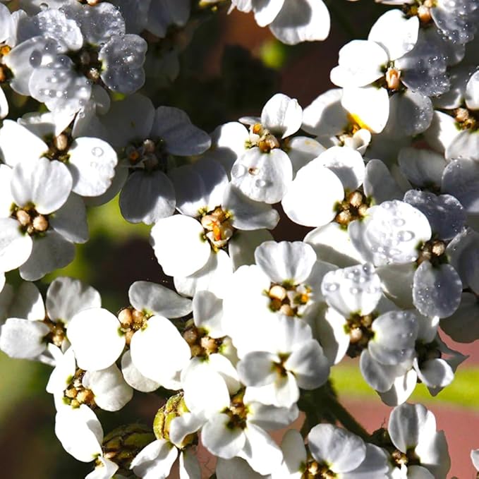 Aromatics International Premium Organic Yarrow Essential Oil 5ml | 100% Pure Essential Oil for Diffusion & Aromatherapy