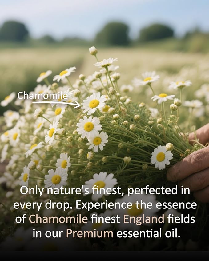Pure Chamomile Essential Oil, 100% Pure Natural Chamomile Essential Oil, Premium Grade Essential Oils for Diffusers for Home, Skin, Care Massage, Soap Making, Aromatherapy, 4 Fl Oz | 120ml