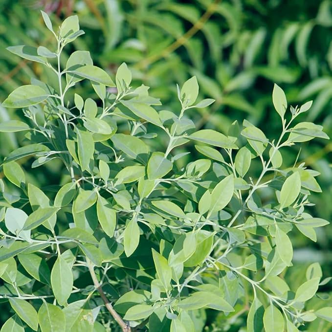 Aromatics International Premium Organic Sandalwood Essential Oil 5ml | 100% Pure Essential Oil for Diffusion & Aromatherapy