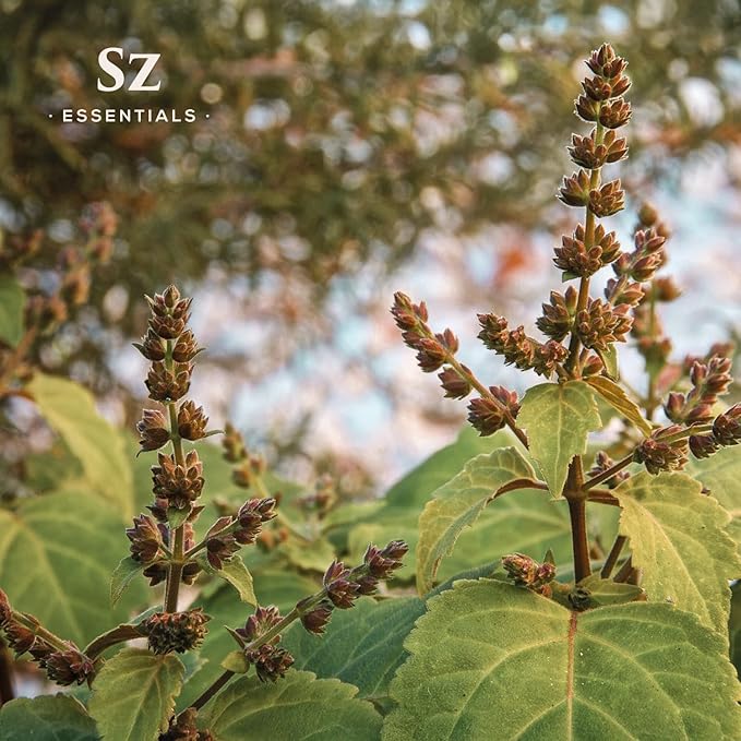 – 5-Year Aged Dark-Patchouli – Premium Essential Oil – Deep, Earthy Aroma | 100% Pure for Aromatherapy, Wellness & Natural Perfumery – DIY | Therapeutic Grade & Vegan – 0.17 fl oz.