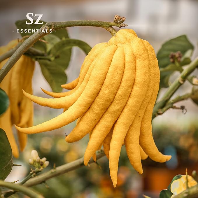 Buddha's Hand Essential Oil, 100% Pure, Extracted from The Most Fragrant Italian Finger Citron - Citrusy & Lemony Scent with Sweet Overtones - Therapeutic Grade & Vegan - 0.17oz (5ml)