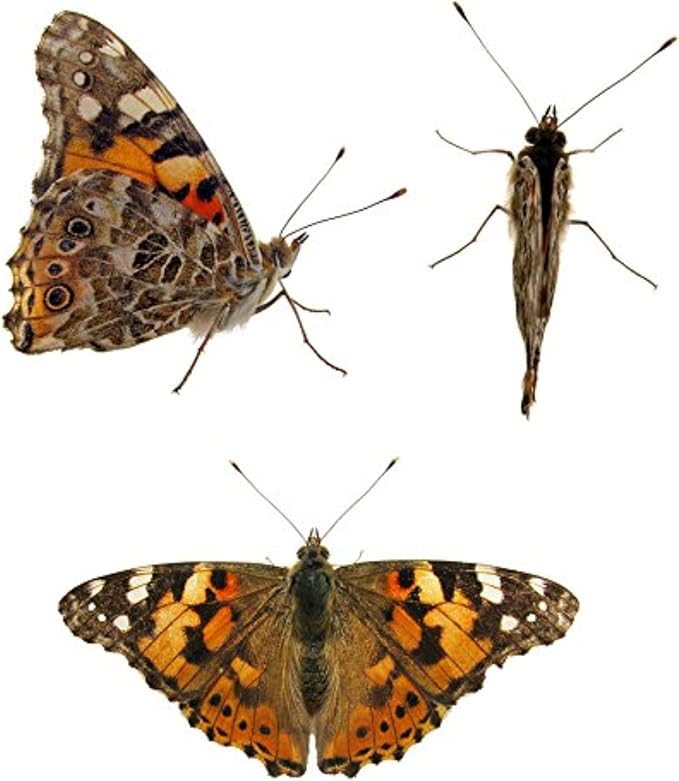 32 Live Caterpillars Shipped Now: Butterfly Kit Refill for School Sized Kit with Extra Larva Rearing Supplies and 32 Little Cups by Nature Gift Store