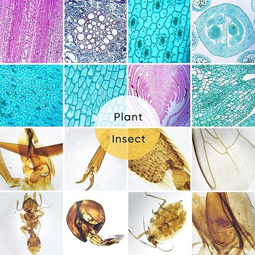 120 Microscope Slides with Specimens,Prepared Microscope Slides for Kids,Glass Slides for Microscope,Prepared Slides for Kids Microscope,Microscope Slide Preparation Kit for Biology Science Classes