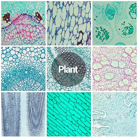 120 Microscope Slides with Specimens for Kids, Prepared Microscope Slides for Kids Microbiology, Prepared Microscope Slides for Adults